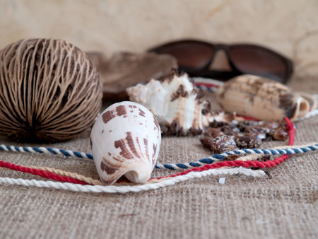 Shells, put together on a wooden table.