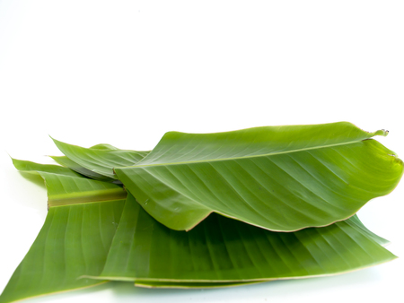 banana leaf ,The leaves of the banana tree We can bring out many applications such as containers for food or bring food.の写真素材