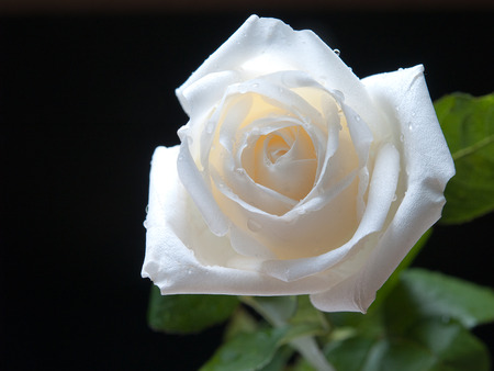 White roses , This is where my love for her.の写真素材