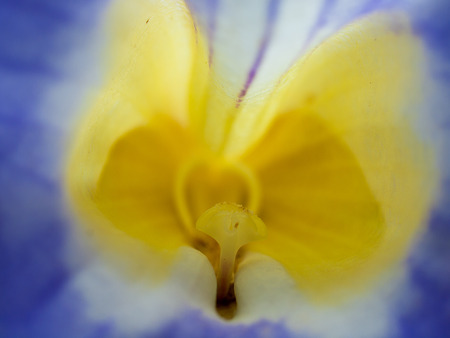 carpel , Look into the interior of purple flowers.の写真素材