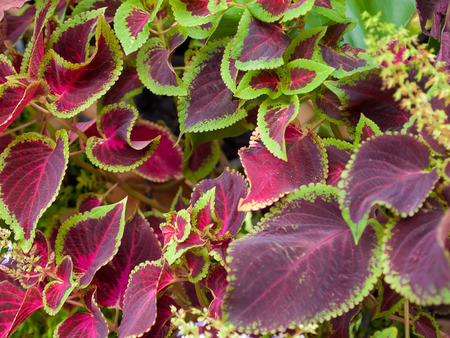Coleus , ornamental trees . Home decor .の写真素材