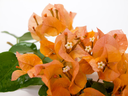 Orange bougainvillea  flower isolated on white background