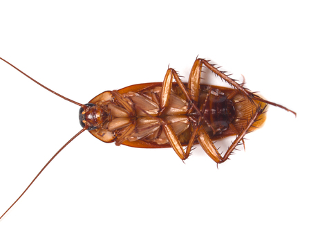 cockroach ,Placed on a white background.