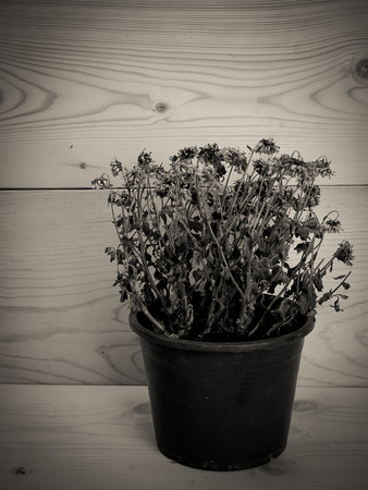 Vintage , Trees are dying  , Placed on a wooden table.の写真素材