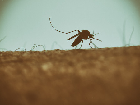 mosquito on human skin. ( vintage)