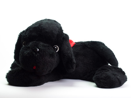 Stuffed black dog , Put on a white background.の写真素材