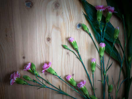 Pink carnation flowers . (picture with space for text)の写真素材