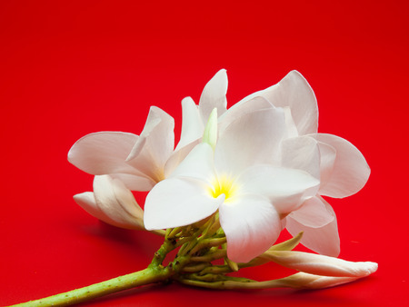 plumeria  flower ,  Placed on a red  background.の写真素材