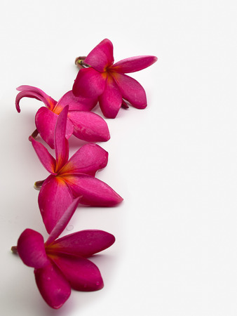 Close up  plumeria  flower ,  Placed on a white background. (Space for your text)の写真素材
