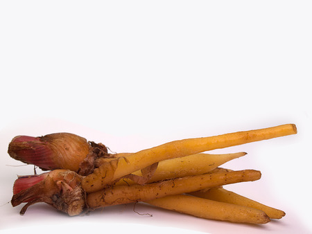 Fingerroot, Kaempfer, Lesser Galanga  (Ingredients for Thai Cuisine)