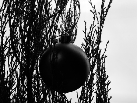Composition of the Christmas decorations , Hanging on the tree. (black and white photo)の写真素材