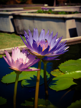 beautiful lotus flower in pond , vintage tone colour.の写真素材
