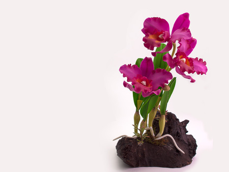 Plastic Floral Bouquet of  Flowers on White Background. (Space for text)の写真素材