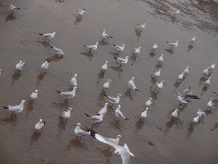 Seagulls flying over the sea , Beauty in nature.