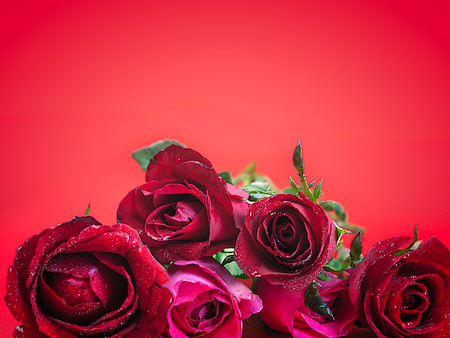 Roses on Valentine's Day , Put on a red background.の写真素材