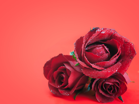 Roses on Valentine's Day , Put on a red background.の写真素材