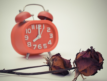 withered red rose.  death flower  and watch time. (Vintage)の写真素材