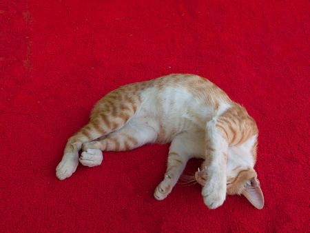close up little cat On a background of red cloth.の写真素材
