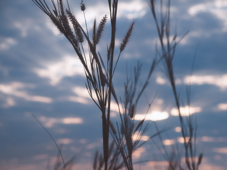 Beautiful grass flower (poaceae) with sunlight, Naturally beautiful flowers .