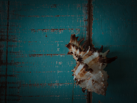 Seashell side view , Put on wooden floor. (with free space for text)の写真素材