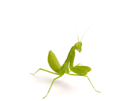 Praying mantis ,on white background.(selective focus)の写真素材