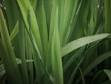 Green leaves background ,Concept of nature conservation ,Surface for adding text or design.の写真素材