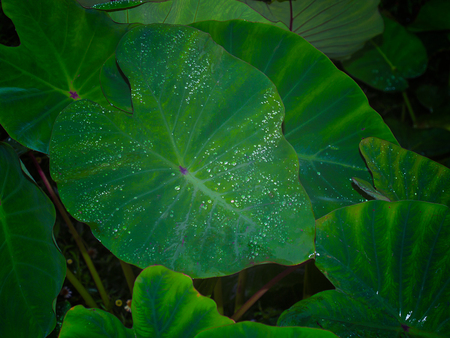 Green leaves background ,Concept of nature conservation ,Surface for adding text or design.の写真素材