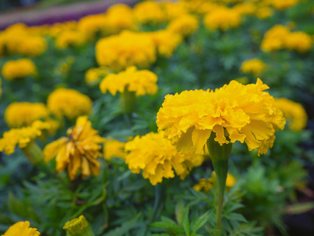 marigold, yellow flower with leaf background.