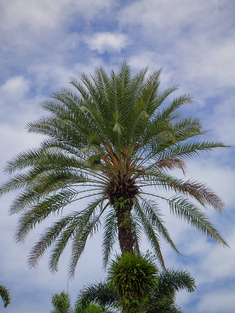 Green beautiful palm tree , Beautiful sky background.の写真素材