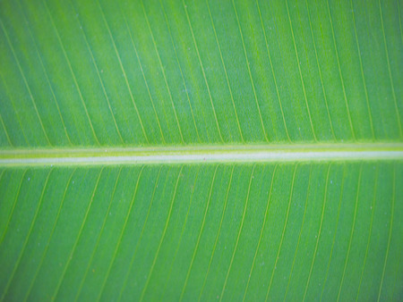 Green banana leaf texture and background ,Used for background image ,Or design work.