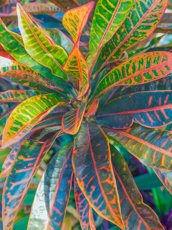 Close Up colorful croton leaves for background.