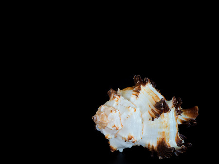 Closeup Sea shells on black background. (with free space for text)