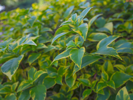 Green leaves background ,Concept of nature conservation ,Surface for adding text or design.の写真素材