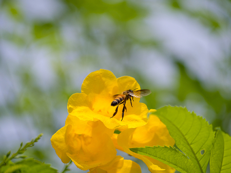 Honey Bee flying to the yellow flower , Beauty in nature.