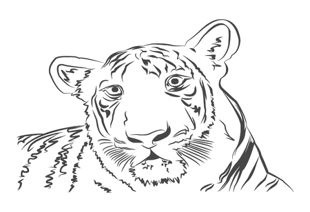 Tiger head on white background, vector illustration.のイラスト素材