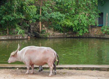 Buffalo taro , at Khao Kheow open Zoo in Thailand.の写真素材