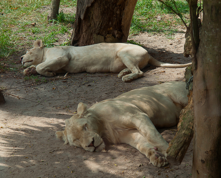 White Lion at Khao Kheow Open Zoo , Chonburi province Thailand.の写真素材
