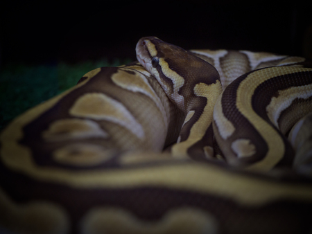 (Close Up) Emperor boa (Boa constrictor imperator)  , Beauty in nature.の写真素材