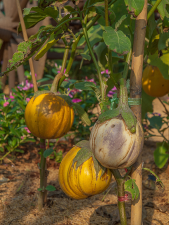 Solanum xanthocarpum Schrad , Thai eggplant hanging on trees.の写真素材