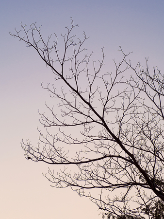 Trees and branches silhouette in Sky background.の写真素材