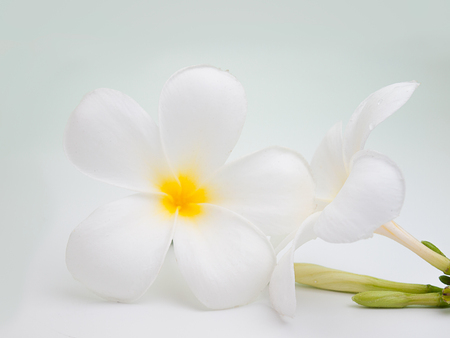 flowers frangipani (plumeria) isolated on white background.の写真素材