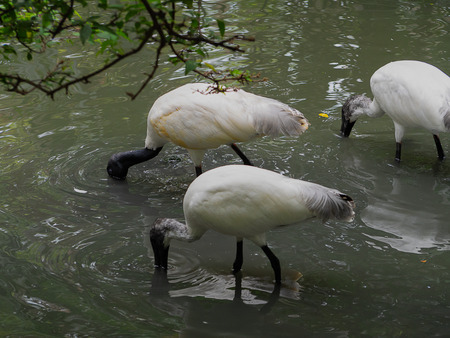 Asian openbill or Asian openbill stork bird (Anastomus oscitans) (selective focus)の写真素材