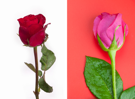 red rose  and pink rose isolated on white and red  background.の写真素材