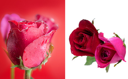 red rose  and pink rose on white and red  background.の写真素材