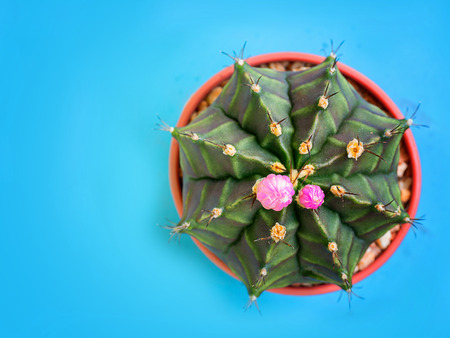 cactus gymnocalycium anisitsii. (with free space for text)の写真素材