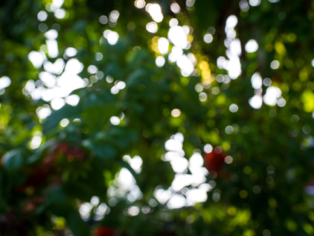 green bokeh background.Used for background image , Or design work.の写真素材