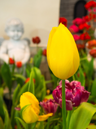 (Close Up) Beautiful yellow Tulips for background.の写真素材