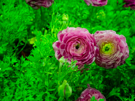 Ranunculus asiaticus or Persian buttercup Pink flower.の写真素材