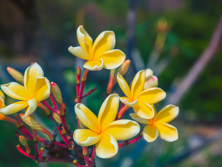 white and yellow plumeria flowers on a tree. (Natural background)の写真素材
