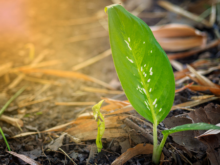 green plants growth. (New Life idea concept)の写真素材